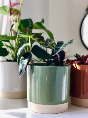 Doniczka ENO z wieczkiem